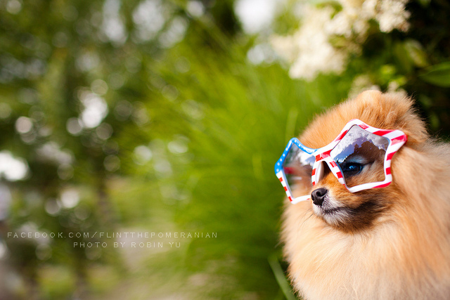 Самый, счастливый пёс, комочек шерсти,померанский шпиц,Флинт, Flint dog