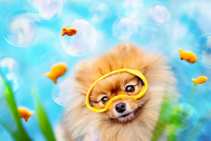 Самый, счастливый пёс, комочек шерсти,померанский шпиц,Флинт, Flint dog