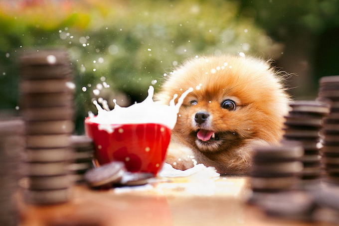 Самый, счастливый пёс, комочек шерсти,померанский шпиц,Флинт, Flint dog