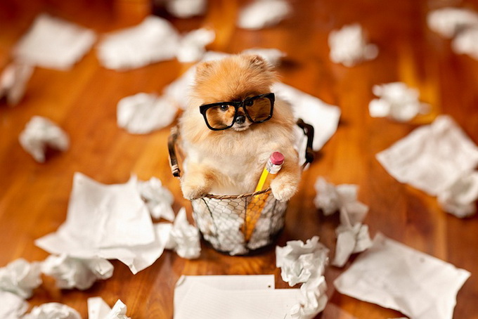 Самый, счастливый пёс, комочек шерсти,померанский шпиц,Флинт, Flint dog