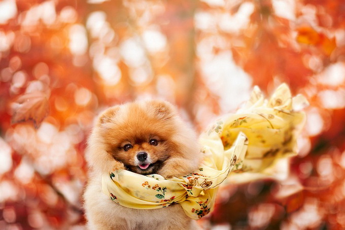 Самый, счастливый пёс, комочек шерсти,померанский шпиц,Флинт, Flint dog