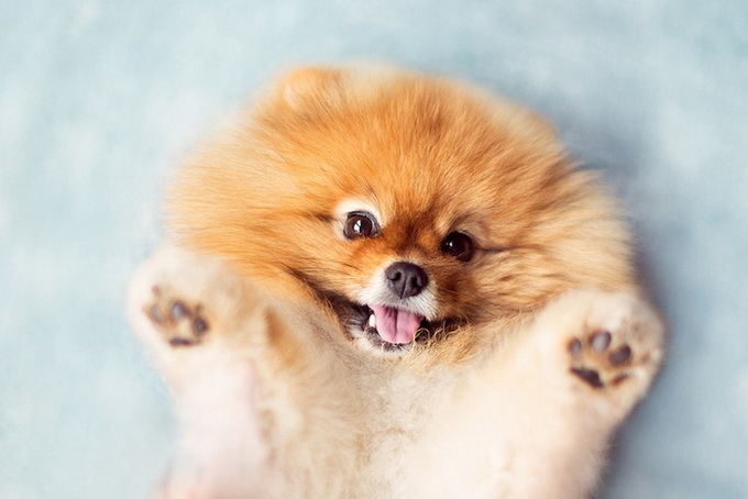 Самый, счастливый пёс, комочек шерсти,померанский шпиц,Флинт, Flint dog