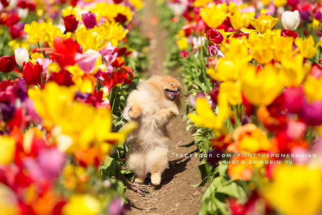 Самый, счастливый пёс, комочек шерсти,померанский шпиц,Флинт, Flint dog
