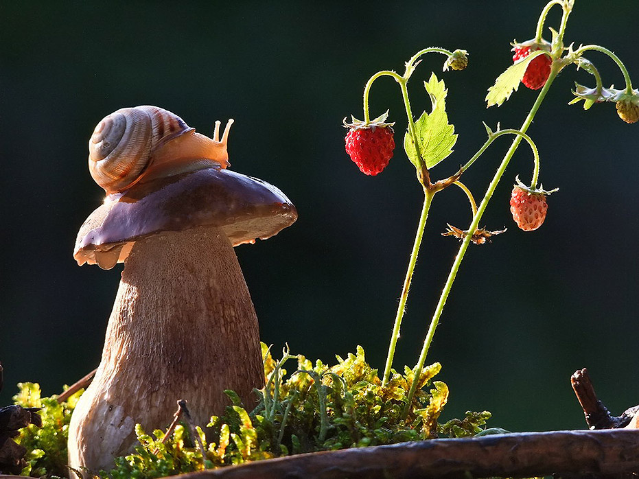 Удивительная природа 3 класс. Макромир грибы улитки. Чудесный мир природы. Чудеса живой природы.