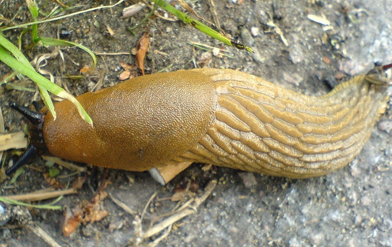 Полезное использование привычных вещей Зубная паста, полезное,отчистить,бананы,чайные пакетики,против
