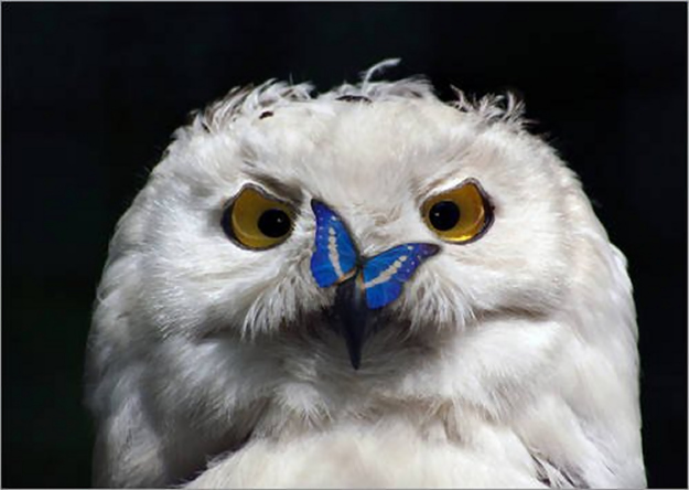 Жизненные ситуации в смешных совах Смешные совы, фото, жизнь, ситуации