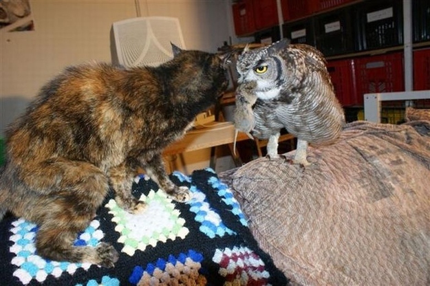 Жизненные ситуации в смешных совах Смешные совы, фото, жизнь, ситуации