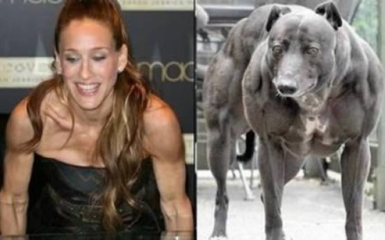 смешные сходства, двойники звёзд 