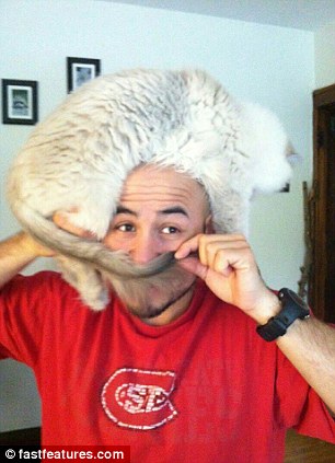 кот на голове, шапка из кота, прикол с котами