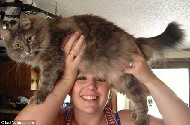 кот на голове, шапка из кота, прикол с котами