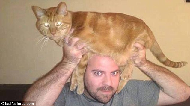 кот на голове, шапка из кота, прикол с котами