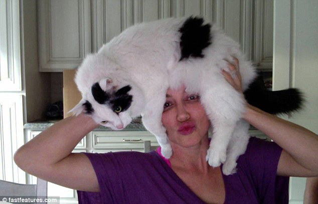 кот на голове, шапка из кота, прикол с котами