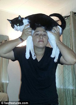 кот на голове, шапка из кота, прикол с котами