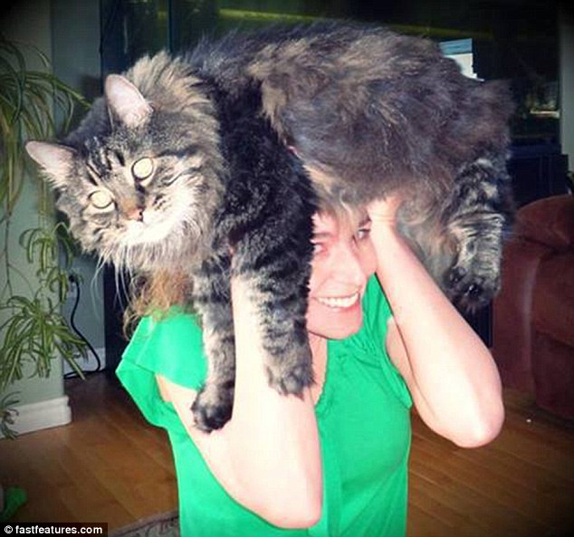 кот на голове, шапка из кота, прикол с котами