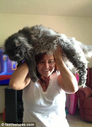 кот на голове, шапка из кота, прикол с котами