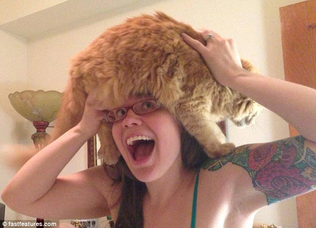 кот на голове, шапка из кота, прикол с котами