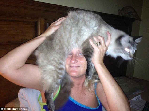 кот на голове, шапка из кота, прикол с котами