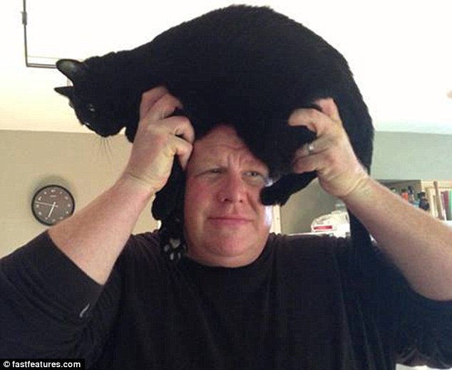 кот на голове, шапка из кота, прикол с котами