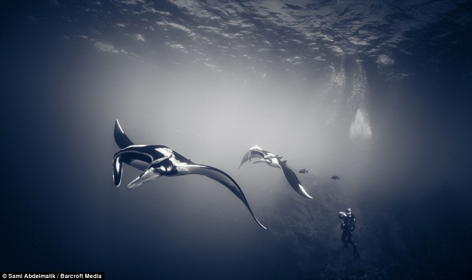 Конкурс на самую лучшую подводную фотографию 2013 Фотографии, конкурс, лучшие подводные, снимки, 2013, акулы, животные, дайверы