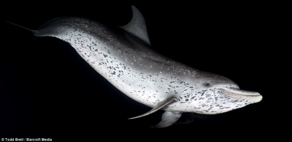 Конкурс на самую лучшую подводную фотографию 2013 Фотографии, конкурс, лучшие подводные, снимки, 2013, акулы, животные, дайверы