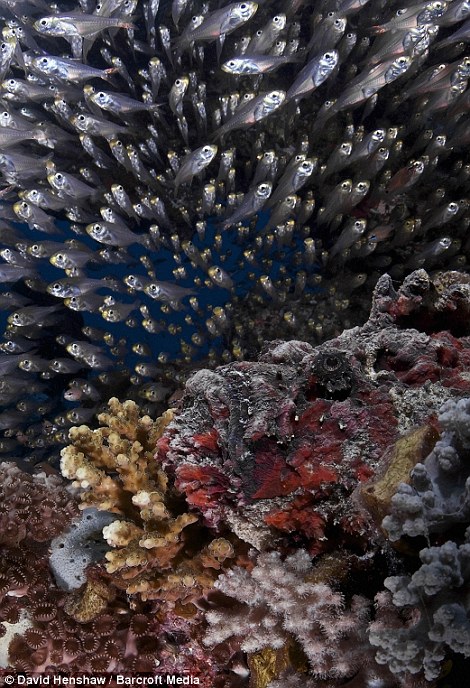 Конкурс на самую лучшую подводную фотографию 2013 Фотографии, конкурс, лучшие подводные, снимки, 2013, акулы, животные, дайверы