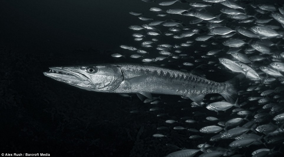 Конкурс на самую лучшую подводную фотографию 2013 Фотографии, конкурс, лучшие подводные, снимки, 2013, акулы, животные, дайверы