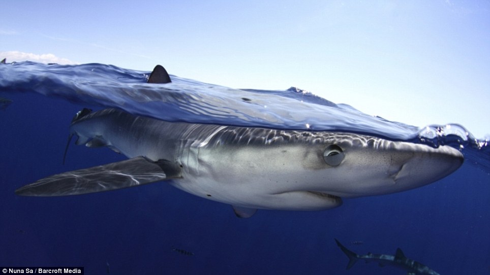 Конкурс на самую лучшую подводную фотографию 2013 Фотографии, конкурс, лучшие подводные, снимки, 2013, акулы, животные, дайверы