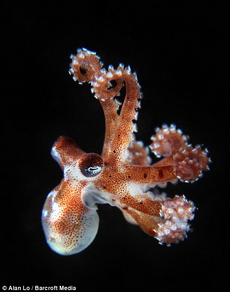 Конкурс на самую лучшую подводную фотографию 2013 Фотографии, конкурс, лучшие подводные, снимки, 2013, акулы, животные, дайверы