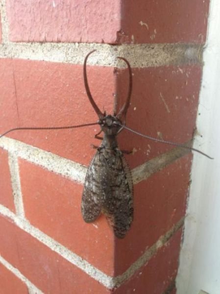 страшные фотографии, пугающие снимки, странные фото 