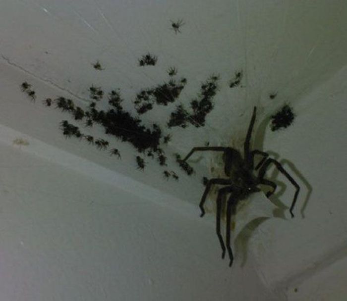 страшные фотографии, пугающие снимки, странные фото 