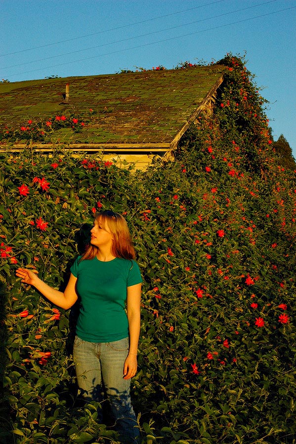 дома захваченные растениями, дома поросшие растениями