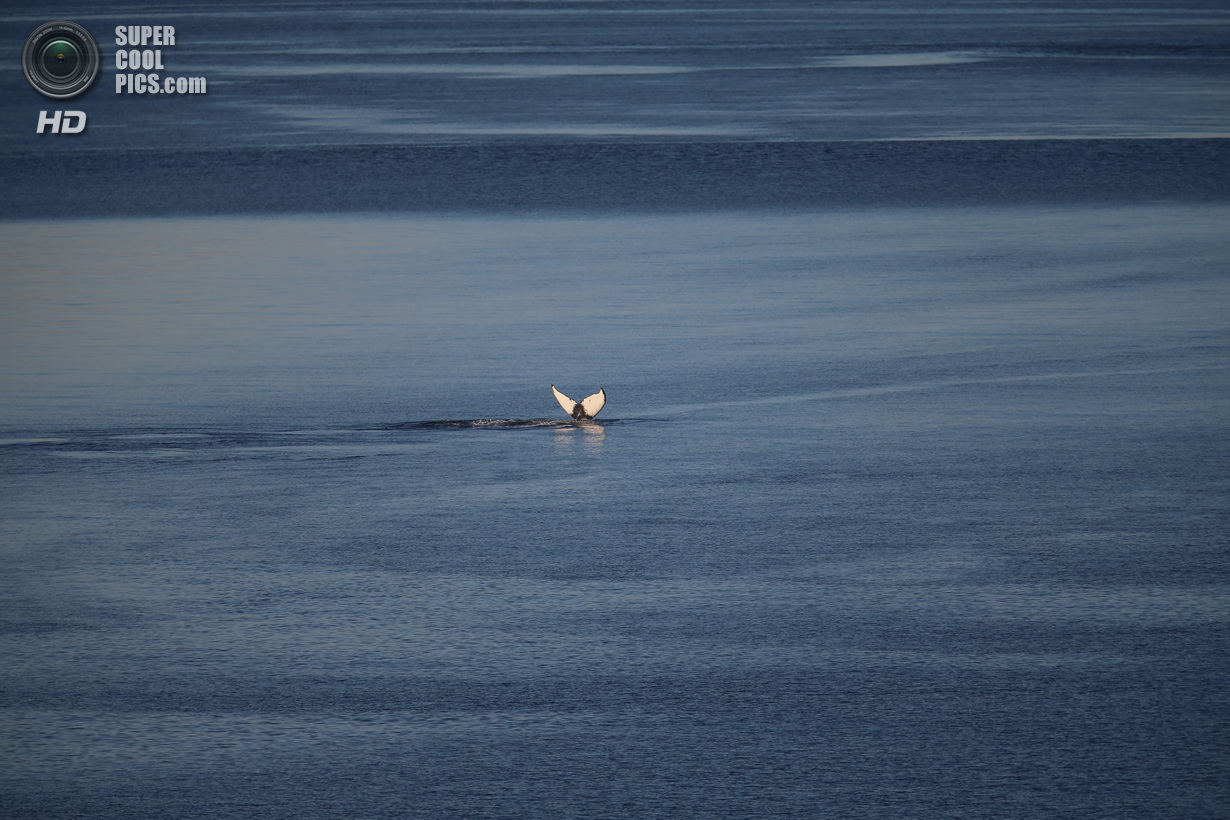 Пейзажи Гренландии, лето,летний период,фотограф, Джо Рейдл, Joe Raedle
