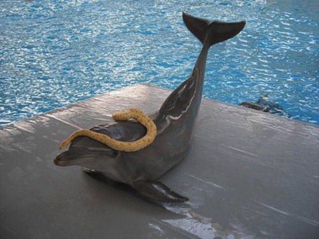 бессмысленные фотографии, странности,люди,животные