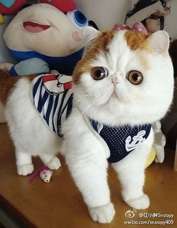 Наряды китайского котика по кличке Снупи
