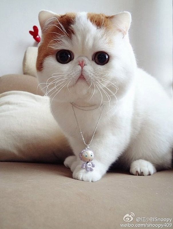 Наряды китайского котика по кличке Снупи