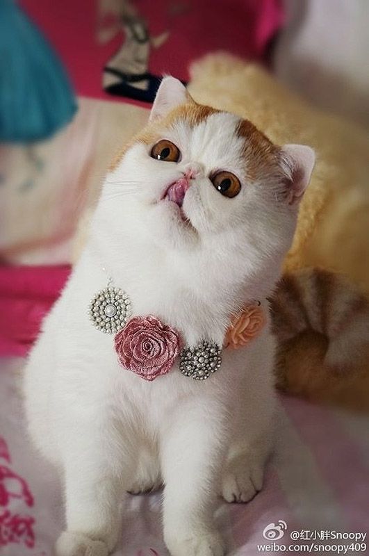 Наряды китайского котика по кличке Снупи