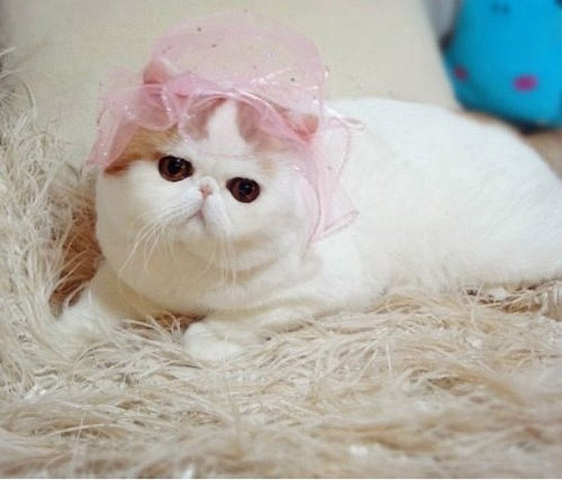 Наряды китайского котика по кличке Снупи