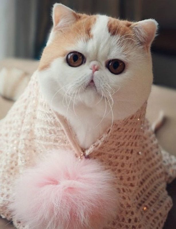 Наряды китайского котика по кличке Снупи