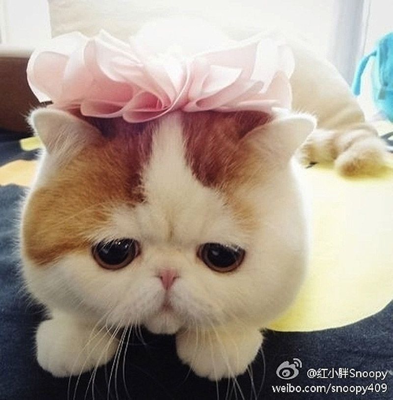 Наряды китайского котика по кличке Снупи