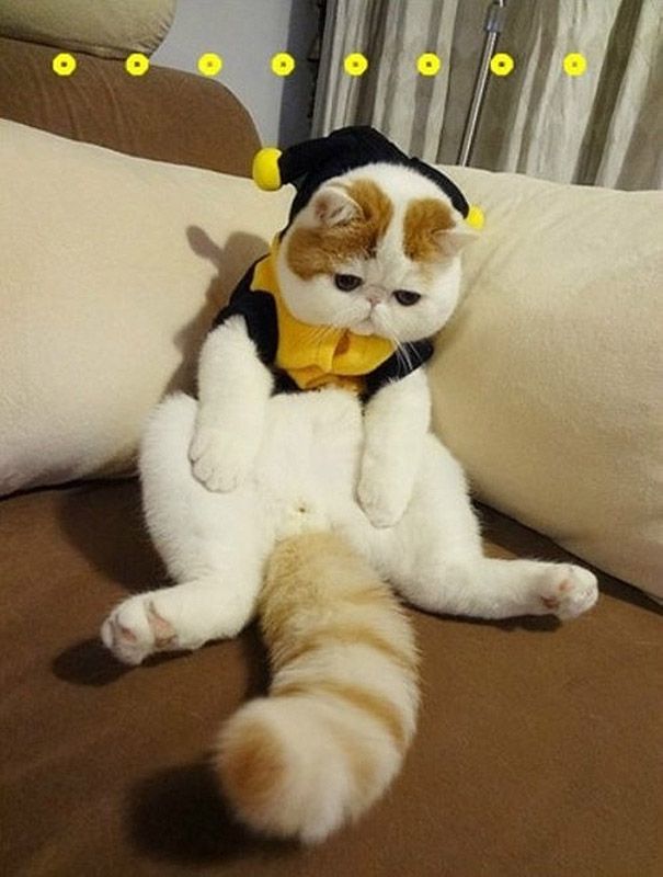 Наряды китайского котика по кличке Снупи