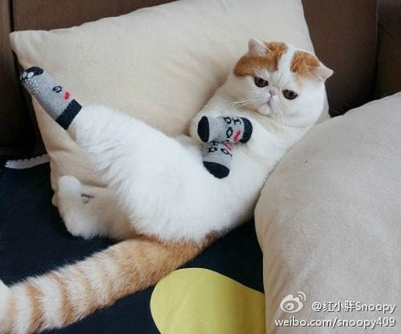 Наряды китайского котика по кличке Снупи