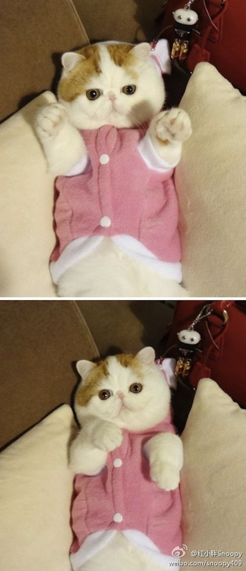 Наряды китайского котика по кличке Снупи