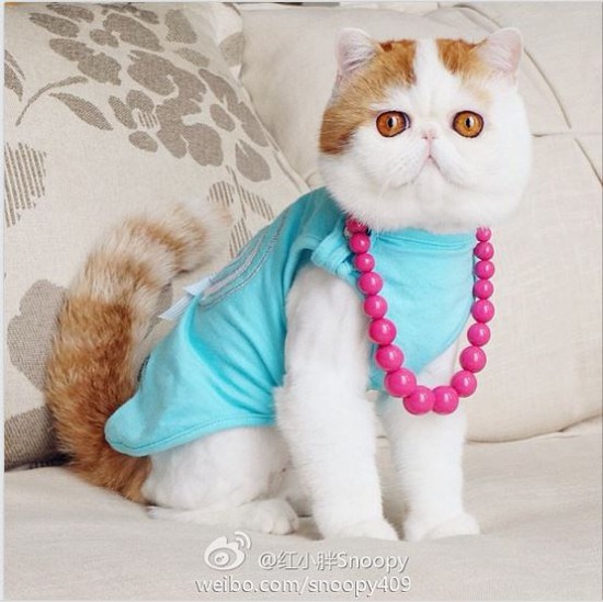 Наряды китайского котика по кличке Снупи