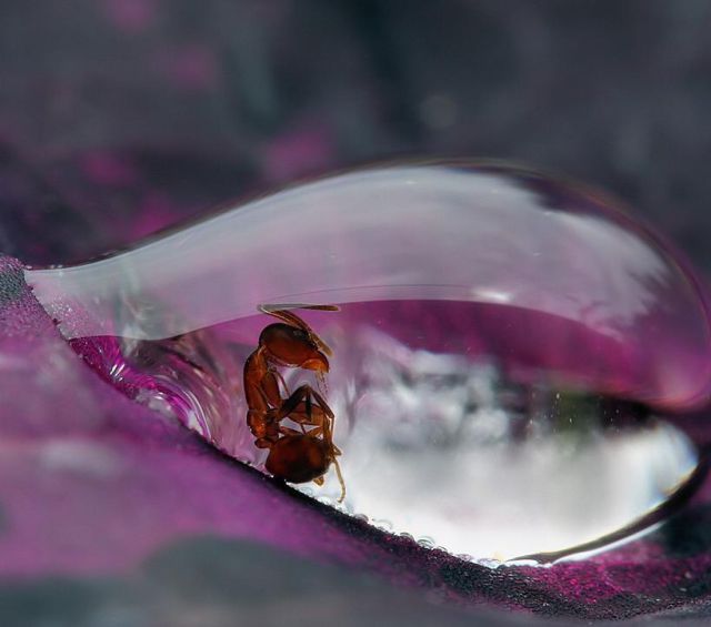 Удивительные, вещи, со всего света, анимация, наука, физика