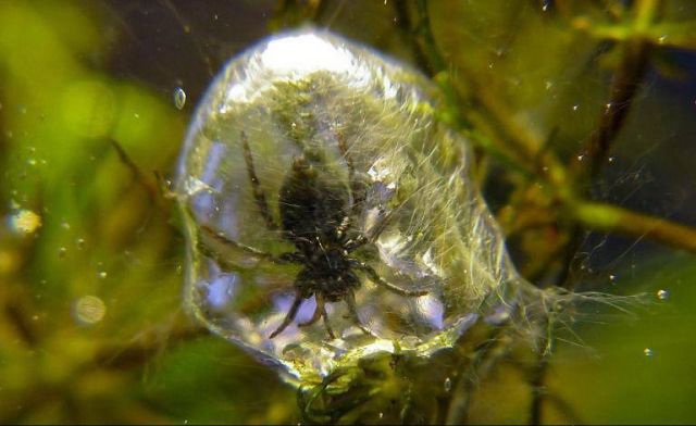 Удивительные, вещи, со всего света, анимация, наука, физика