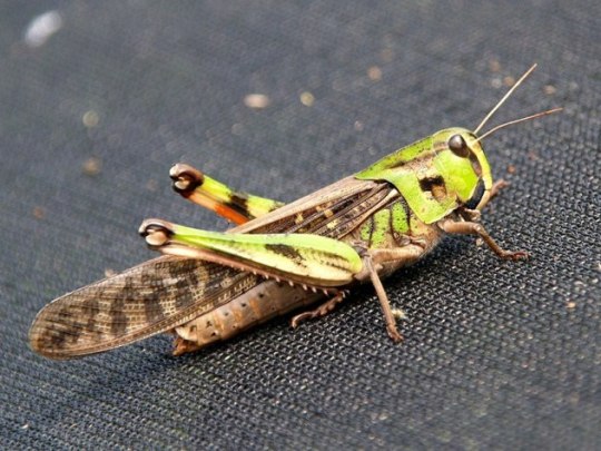 Самые, редкие, насекомые, рекордсмены, уэта, саранча, муравей, таракан