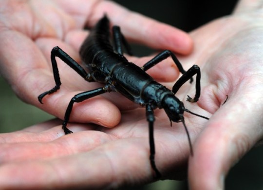 Самые, редкие, насекомые, рекордсмены, уэта, саранча, муравей, таракан