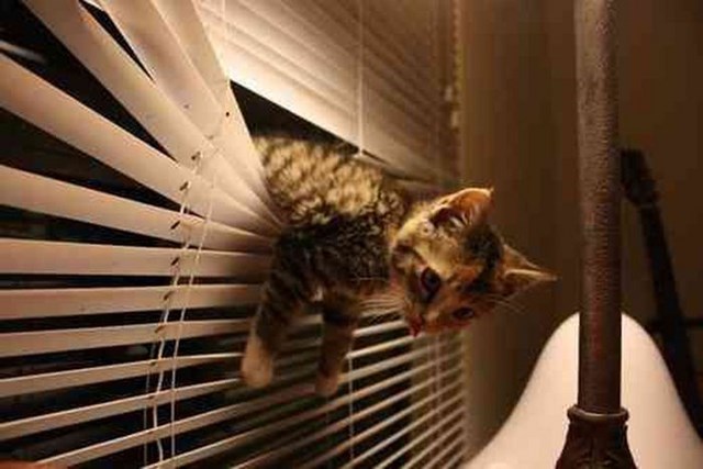 Любопытные коты, кот и жалюзи, кот застрял,животные