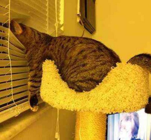 Любопытные коты, кот и жалюзи, кот застрял,животные