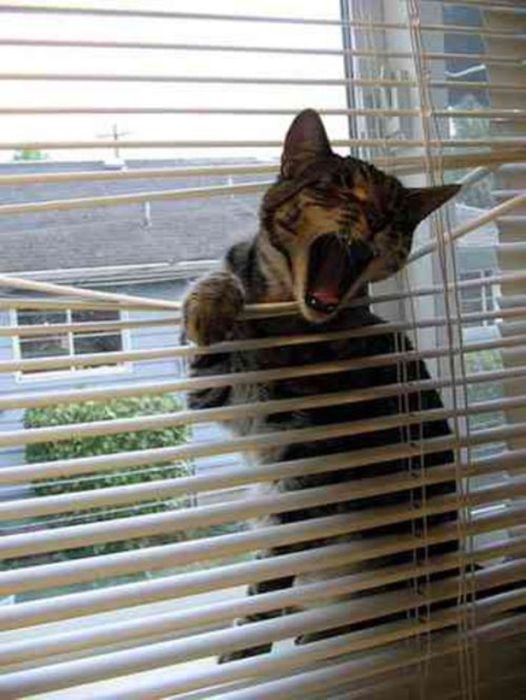 Любопытные коты, кот и жалюзи, кот застрял,животные